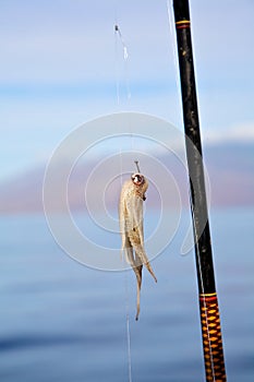 Squid on a hook