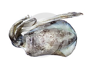 Squid isolated on white