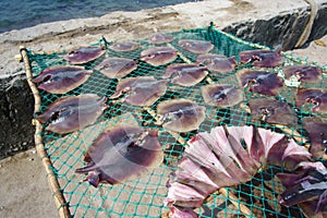 squid lay on net