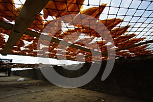 Squid lay on net, Dried Squid