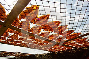 Squid lay on net, Dried Squid