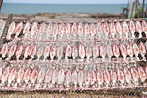 Squid lay on net, Dried Squid, traditional squids drying in the sun in a idyllic fishermen village,Thailand.