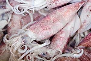 Squid at marketplace