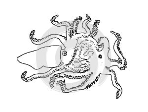 Squid and octopus, colouring book page uncolored