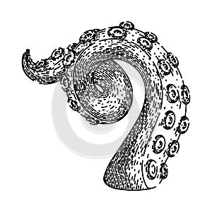 squid octopus kraken tentacle sketch hand drawn vector