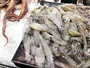 Squid for sale at market