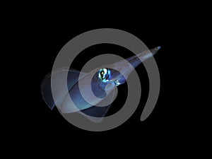 Squid sepioteuthis lessoniana