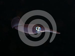 Squid sepioteuthis lessoniana