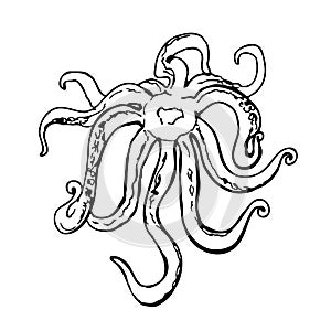 Squid tentacle black and white vector illustrationisolated on a white background.