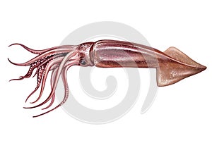 Squid, Teuthida, cephalopod photo