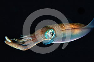 Squid under water swims on black background