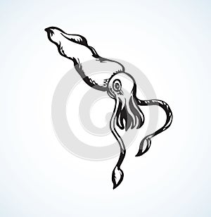 Squid. Vector drawing