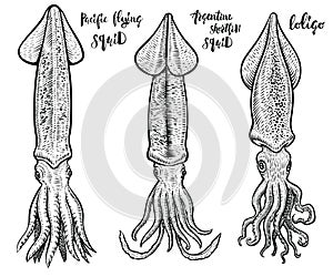 Squid vector hand drawn illustrations. Seafood drawings.