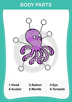 Squid vocabulary part of body,Write the correct numbers of body parts