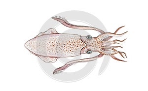 Squid watercolor image. Hand painted marine cephalopod animal. Tasty organic restaurant seafood creature. Giant squid draw illustr photo