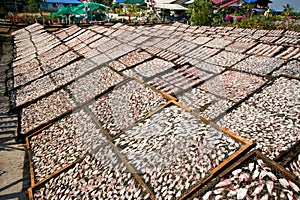 Squids drying in the Sun