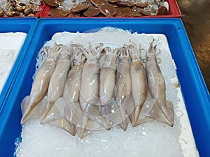 Squids on ice in box.
