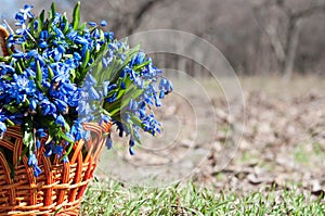 Squill flowers