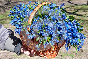 Squill flowers