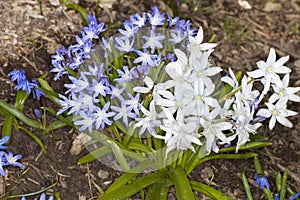 Squill Flowers