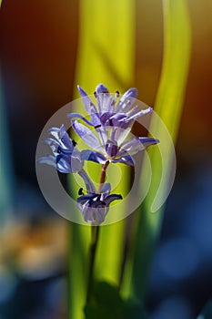 Squill inflorescence with tender blue flowers in a blurred background, sun flare in lens, green ecotourism and nature wonder