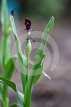 Squill-leaved Roscoea scillifolia Blackbird, a black-purple flower in Yunnan China