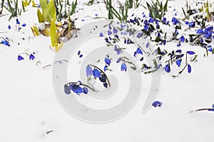 Squill, Scilla Bifolia in the early spring snow