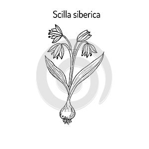 Squill scylla - spring flowe