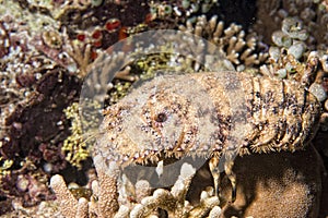 A squill underwater close up portrait photo