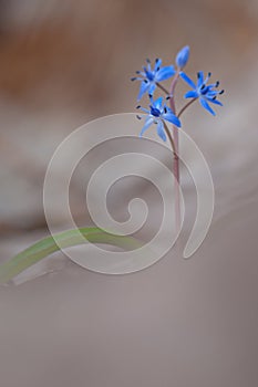 Squill / Wiener Blaustern / Scilla vindobonensis photo