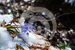 Squill or wood squill blue flowers sprout under the spring snow. Scilla bifolia, the alpine squill or two-leaf squill
