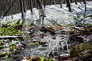 Squill or wood squill blue flowers sprout under the spring snow. Scilla bifolia, the alpine squill or two-leaf squill