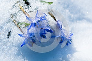 Squill or wood squill blue flowers sprout under the spring snow. Scilla bifolia, the alpine squill or two-leaf squill