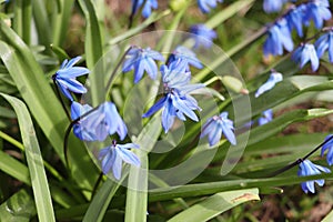 Squill or wood squill blue flowers on the spring meadow close up. Scilla bifolia, the alpine squill or two-leaf squill