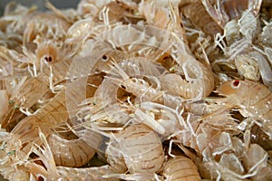 Squilla mantis, mantis shrimp, cicala di mare