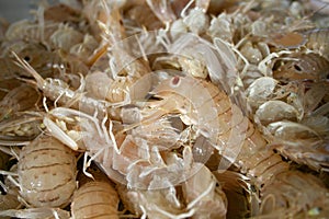 Squilla mantis, mantis shrimp, cicala di mare