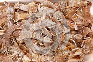 Squilla mantis shrimp