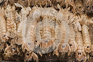 Squilla Mantis shrimp