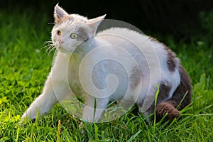 The squint-eyed cat walking outdoor photo