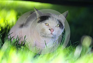 The squint-eyed cat walking outdoor photo