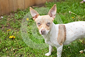 Squinting eyes big eared chihuahua weenie dog outdoor portrait