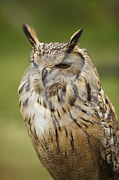 Squinting Owl photo