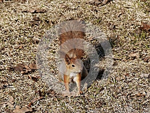 A squireel sitting in the grass