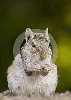 Squirel