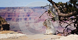 Squirel at Grand Canyon