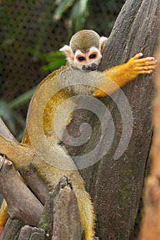 Squirel Monkey;a Common Squirrel Monkey