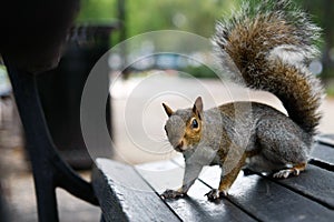 Squirell