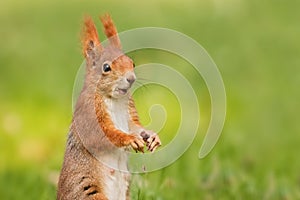 Squirell