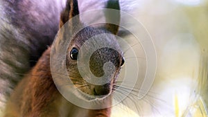 Squirell close up in forest, Tomsk