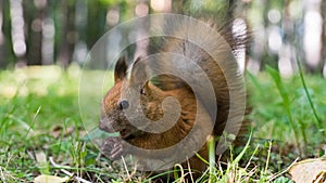 Squirell close up in forest, Tomsk